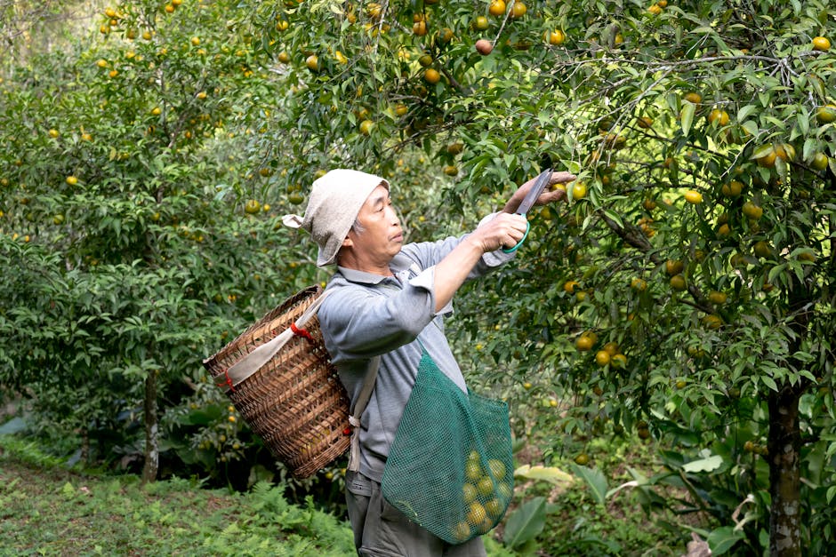 citrus fruit picking garden tools