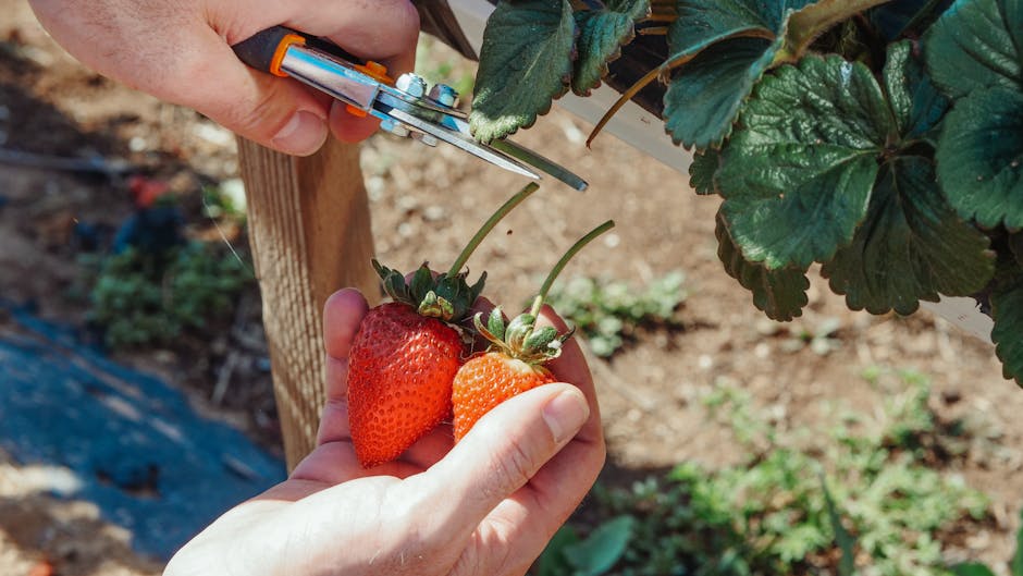 fruit harvesting scissors pruning shears