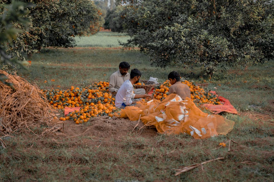 mikan orange harvest farmer field